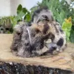 Kach Brown Cheetah Print Rabbit Fur