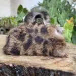 Kach Brown Cheetah Print Rabbit Fur