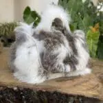 Kach White & Grey Patched Rabbit Fur