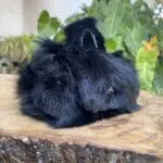 Kach Jet Black Rabbit Fur