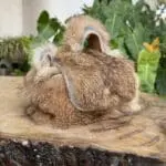 Kach Brown Rabbit Fur