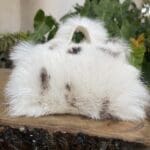 Kach White & Brown Spot Rabbit Fur
